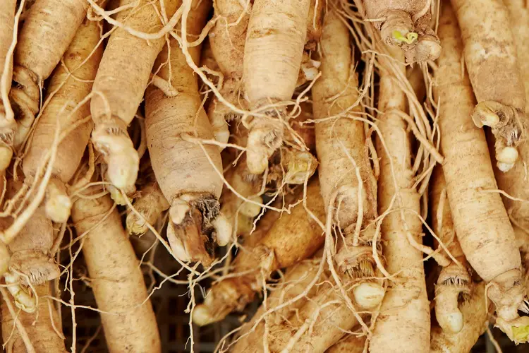 Panax Ginseng: History and Benefits